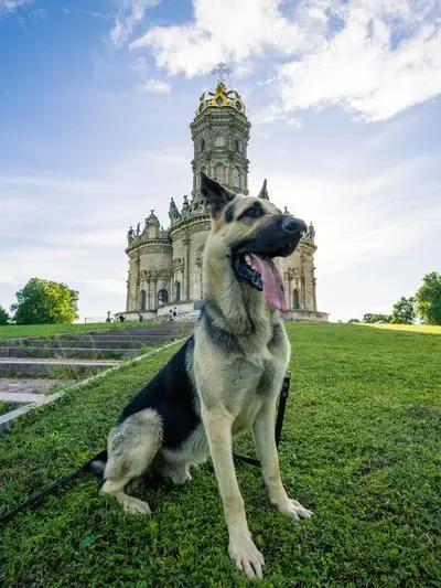 German Shepherd sitting near an urban cathedral — apartment living with the breed works when the daily routine is structured around it