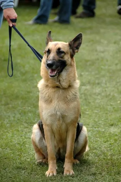 German Shepherd sitting on a leash outdoors