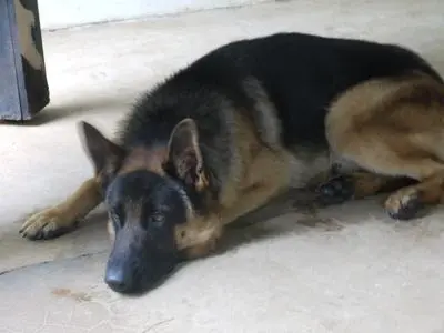 German Shepherd standing alert in natural setting