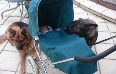 German Shepherd lying calmly next to an infant — what well-prepared transitions look like; supervision is always direct, not next-room