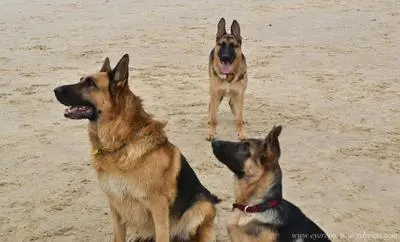 Adolescent German Shepherd chasing a ball on a beach — peak adolescent energy and drive