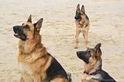 Father and daughters with German Shepherds at the beach — well-managed family interactions look like this; the supervision work is what makes them possible