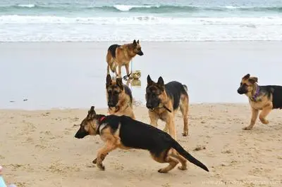 Group of German Shepherds at the beach — successful adult social behavior traces back to exposure between 3 and 14 weeks