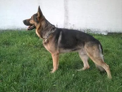 Grey German Shepherd standing