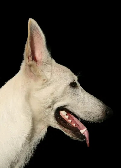 Profile portrait of an adult German Shepherd — the age when spay or neuter timing decisions are typically made