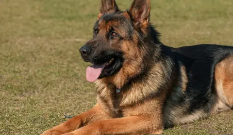 Types of German Shepherds
