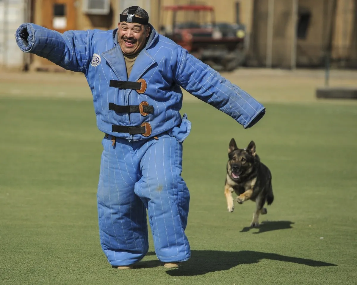 Czech working line German Shepherd during Schutzhund protection training