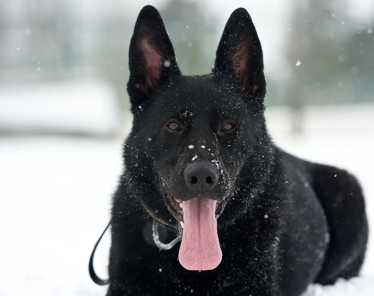 Black German Shepherd in snow showing the dark pigmentation typical of DDR lines