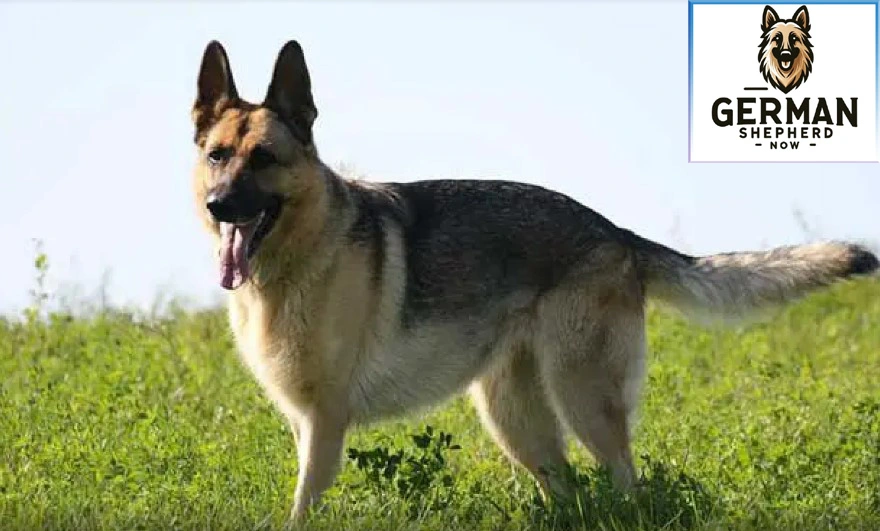 American-Show-Line- German-Shepherd