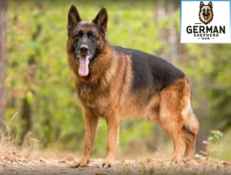 European-Show-Line- German-Shepherd