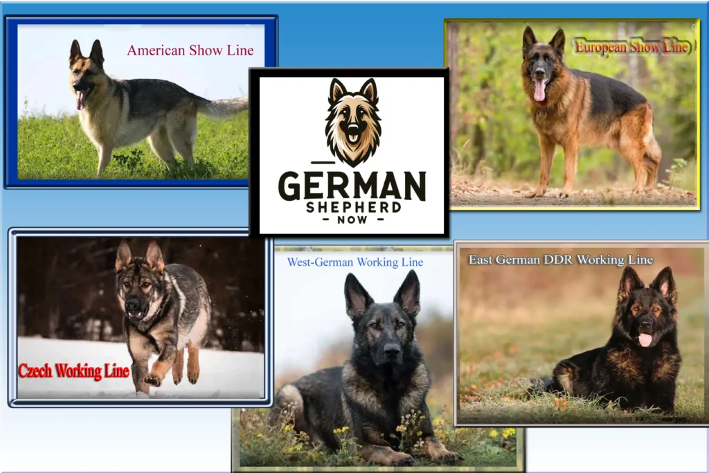 German-Shepherd-Breed