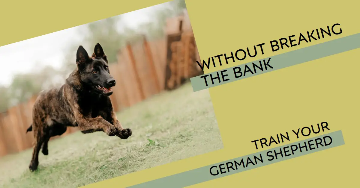 How-Much-Does- German-Shepherd- Training-Cost