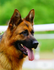 German Shepherd smiling