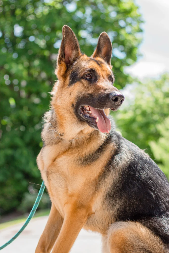 Happy German Shepherd Dog