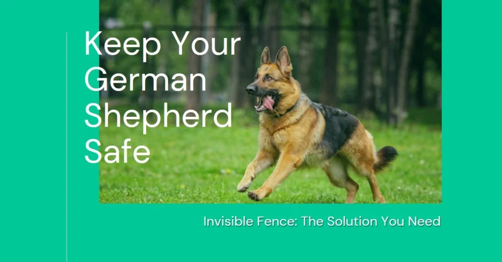 Invisible-Fence-Work- for-German-Shepherds