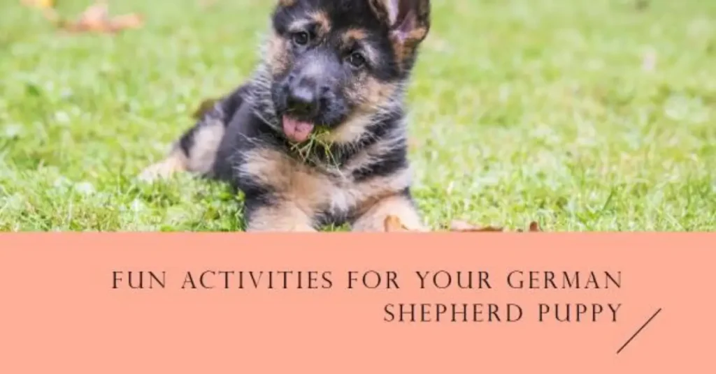 Keep-a-German- Shepherd-Puppy-Busy