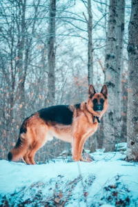 german shepherd dog